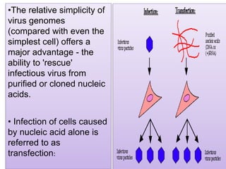•The relative simplicity of
virus genomes
(compared with even the
simplest cell) offers a
major advantage - the
ability to 'rescue'
infectious virus from
purified or cloned nucleic
acids.
• Infection of cells caused
by nucleic acid alone is
referred to as
transfection:
 