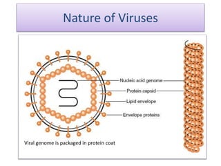 Viral genome is packaged in protein coat
Nature of Viruses
 