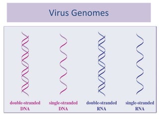 Virus Genomes
 