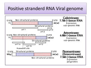 Positive stranderd RNA Viral genome
 