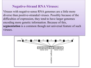 Negative-Strand RNA Viruses:
Viruses with negative-sense RNA genomes are a little more
diverse than positive-stranded viruses. Possibly because of the
difficulties of expression, they tend to have larger genomes
encoding more genetic information. Because of this,
segmentation is a common though not universal feature of such
viruses.
 