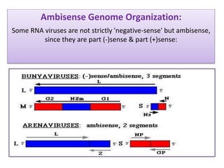 Ambisense Genome Organization:
Some RNA viruses are not strictly 'negative-sense' but ambisense,
since they are part (-)sense & part (+)sense:
 