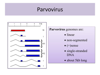 Parvovirus
Parvovirus genomes are:
 linear
 non-segmented
 (+)sense
 single-stranded
DNA
 about 5kb long
 