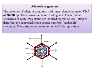 Adenovirus genomes:
The genomes of adenoviruses consist of linear, double-stranded DNA
of 30-38kbp. These viruses contain 30-40 genes. The terminal
sequences of each DNA strand are inverted repeats of 100-140bp &
therefore, the denatured single strands can form 'panhandle'
structures. These structures are important in DNA replication.
 
