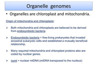 Organelle genomes
• Organelles are chloroplast and mitochondria.
Origin of mitochondria and chloroplasts:
 Both mitochondria and chloroplasts are believed to be derived
from endosymbiotic bacteria.
 Endosymbiotic bacteria = free-living prokaryotes that invaded
ancestral eukaryotic cells and established a mutually beneficial
relationship.
 Many required mitochondria and chloroplast proteins also are
coded by nuclear genes.
 numt = nuclear mtDNA (mtDNA transposed to the nucleus)
 