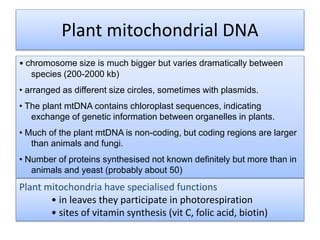Plant mitochondrial DNA
• chromosome size is much bigger but varies dramatically between
species (200-2000 kb)
• arranged as different size circles, sometimes with plasmids.
• The plant mtDNA contains chloroplast sequences, indicating
exchange of genetic information between organelles in plants.
• Much of the plant mtDNA is non-coding, but coding regions are larger
than animals and fungi.
• Number of proteins synthesised not known definitely but more than in
animals and yeast (probably about 50)
Plant mitochondria have specialised functions
• in leaves they participate in photorespiration
• sites of vitamin synthesis (vit C, folic acid, biotin)
 