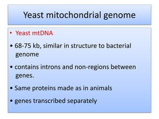 Yeast mitochondrial genome
• Yeast mtDNA
• 68-75 kb, similar in structure to bacterial
genome
• contains introns and non-regions between
genes.
• Same proteins made as in animals
• genes transcribed separately
 