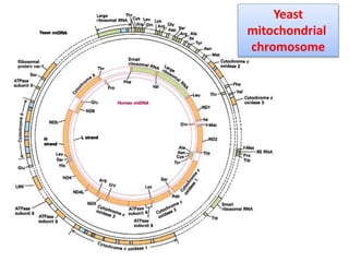 Yeast
mitochondrial
chromosome
 