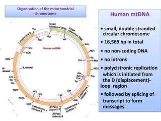 Human mtDNA
• small, double stranded
circular chromosome
• 16,569 bp in total
• no non-coding DNA
• no introns
• polycistronic replication
which is initiated from
the D (displacement)-
loop region
• followed by splicing of
transcript to form
messages.
Organisation of the mitochondrial
chromosome
 