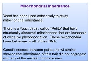 Mitochondrial Inheritance
Yeast has been used extensively to study
mitochondrial inheritance.
There is a Yeast strain, called "Petite" that have
structurally abnormal mitochondria that are incapable
of oxidative phosphorylation. These mitochondria
have lost some or all of their DNA.
Genetic crosses between petite and wt strains
showed that inheritance of this trait did not segregate
with any of the nuclear chromosomes.
 