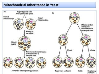 Mitochondrial Inheritance in Yeast
 