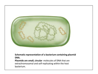 Schematic representation of a bacterium containing plasmid
DNA.
Plasmids are small, circular molecules of DNA that are
extrachromosomal and self-replicating within the host
bacterium.
 