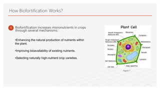 Biofortification Growing a Healthier Future PPT