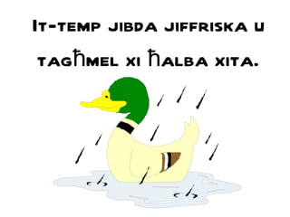 It-temp jibda jiffriska u tag ħ mel xi  ħ alba xita. 