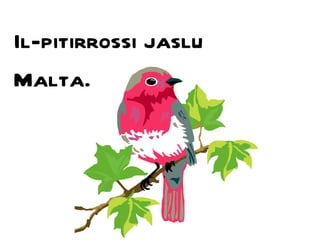 Il-pitirrossi jaslu Malta. 