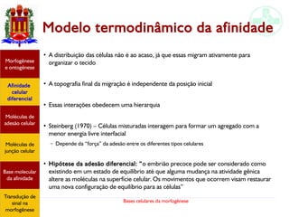 Bases celulares da morfogênese
Modelo termodinâmico da afinidade
●
A distribuição das células não é ao acaso, já que essas migram ativamente para
organizar o tecido
●
A topografia final da migração é independente da posição inicial
●
Essas interações obedecem uma hierarquia
●
Steinberg (1970) – Células misturadas interagem para formar um agregado com a
menor energia livre interfacial
– Depende da “força” da adesão entre os diferentes tipos celulares
●
Hipótese da adesão diferencial: “o embrião precoce pode ser considerado como
existindo em um estado de equilíbrio até que alguma mudança na atividade gênica
altere as moléculas na superfície celular. Os movimentos que ocorrem visam restaurar
uma nova configuração de equilíbrio para as células”
Afinidade
celular
diferencial
Morfogênese
e ontogênese
Base molecular
da afinidade
Moléculas de
adesão celular
Moléculas de
junção celular
Transdução de
sinal na
morfogênese
 