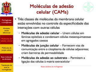 Bases celulares da morfogênese
Moléculas de adesão
celular (CAMs)
●
Três classes de moléculas da membrana celular
estão envolvidas no controle da especificidade das
interações com outras células
– Moléculas de adesão celular – Unem células em
lâminas epiteliais e condensam células mesenquimatosas
em agregados coesos
– Moléculas de junção celular – Fornecem vias de
comunicação entre o citoplasma de células adjacentes;
criam barreiras de permeabilidade
– Moléculas de adesão ao substrato – Permitem a
ligação das células à matriz extracelular
Afinidade
celular
diferencial
Morfogênese
e ontogênese
Base molecular
da afinidade
Moléculas de
adesão celular
Moléculas de
junção celular
Transdução de
sinal na
morfogênese
 