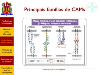 Bases celulares da morfogênese
Principais famílias de CAMs
Afinidade
celular
diferencial
Morfogênese
e ontogênese
Base molecular
da afinidade
Moléculas de
adesão celular
Moléculas de
junção celular
Transdução de
sinal na
morfogênese
 