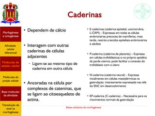 Bases celulares da morfogênese
Caderinas
●
Dependem de cálcio
●
Interagem com outras
caderinas de células
adjacentes
– Ligam-se ao mesmo tipo de
caderina em outra célula
●
Ancoradas na célula por
complexos de cateninas, que
se ligam ao citoesqueleto de
actina.
Afinidade
celular
diferencial
Morfogênese
e ontogênese
Base molecular
da afinidade
Moléculas de
adesão celular
Moléculas de
junção celular
Transdução de
sinal na
morfogênese
●
E-caderinas (caderina epitelial, uvomorulina,
L-CAM) – Expressas em todas as células
embrionárias precoces de mamíferos; mais
tarde, restrita a tecidos epiteliais embrionários
e adultos
●
P-caderina (caderina de placenta) – Expressa
em células trofoblásticas e no próprio epitékio
da parde uterina; pode facilitar a conexão do
trofoblasto com o útero
● N-caderina (caderina neural) – Expressa
incialmente em células mesodérmicas na
gastrulação; intensamente expressada nas céls
do SNC em desenvolvimento
●
EP-caderina (C-caderina) – Necessária para os
movimentos normais da gastrulação
 