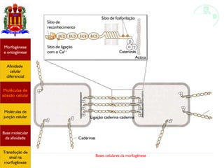 Bases celulares da morfogênese
Afinidade
celular
diferencial
Morfogênese
e ontogênese
Base molecular
da afinidade
Moléculas de
adesão celular
Moléculas de
junção celular
Transdução de
sinal na
morfogênese
Sítio de
reconhecimento
Sítio de ligação
com o Ca2+
Sítio de fosforilação
Actina
Cateninas
Caderinas
Ligação caderina-caderina
 