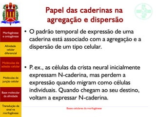 Bases celulares da morfogênese
Papel das caderinas na
agregação e dispersão
● O padrão temporal de expressão de uma
caderina está associado com a agregação e a
dispersão de um tipo celular.
●
P.ex., as células da crista neural inicialmente
expressam N-caderina, mas perdem a
expressão quando migram como células
individuais. Quando chegam ao seu destino,
voltam a expressar N-caderina.
Afinidade
celular
diferencial
Morfogênese
e ontogênese
Base molecular
da afinidade
Moléculas de
adesão celular
Moléculas de
junção celular
Transdução de
sinal na
morfogênese
 