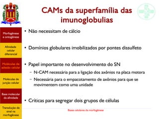 Bases celulares da morfogênese
CAMs da superfamília das
imunoglobulias
●
Não necessitam de cálcio
●
Domínios globulares imobilizados por pontes dissulfeto
●
Papel importante no desenvolvimento do SN
– N-CAM necessária para a ligação dos axônios na placa motora
– Necessária para o empacotamento de axônios para que se
movimentem como uma unidade
●
Críticas para segregar dois grupos de células
Afinidade
celular
diferencial
Morfogênese
e ontogênese
Base molecular
da afinidade
Moléculas de
adesão celular
Moléculas de
junção celular
Transdução de
sinal na
morfogênese
 