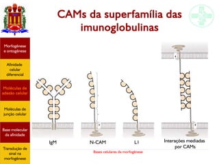 Bases celulares da morfogênese
CAMs da superfamília das
imunoglobulinas
Afinidade
celular
diferencial
Morfogênese
e ontogênese
Base molecular
da afinidade
Moléculas de
adesão celular
Moléculas de
junção celular
Transdução de
sinal na
morfogênese
IgM N-CAM L1 Interações mediadas
por CAMs
 