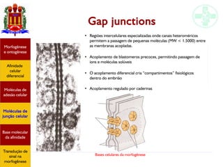 Bases celulares da morfogênese
Gap junctions
Afinidade
celular
diferencial
Morfogênese
e ontogênese
Base molecular
da afinidade
Moléculas de
adesão celular
Moléculas de
junção celular
Transdução de
sinal na
morfogênese
● Regiões intercelulares especializadas onde canais heteroméricos
permitem a passagem de pequenas moléculas (MW < 1.5000) entre
as membranas acopladas.
● Acoplamento de blastomeros precoces, permitindo passagem de
íons e moléculas solúveis
● O acoplamento diferencial cria “compartimentos” fisiológicos
dentro do embrião
●
Acoplamento regulado por caderinas
 