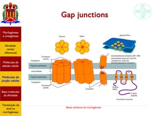 Bases celulares da morfogênese
Gap junctions
Afinidade
celular
diferencial
Morfogênese
e ontogênese
Base molecular
da afinidade
Moléculas de
adesão celular
Moléculas de
junção celular
Transdução de
sinal na
morfogênese
 