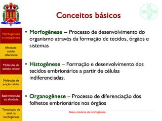 Bases celulares da morfogênese
Conceitos básicos
●
Morfogênese – Processo de desenvolvimento do
organismo através da formação de tecidos, órgãos e
sistemas
●
Histogênese – Formação e desenvolvimento dos
tecidos embrionários a partir de células
indiferenciadas.
●
Organogênese – Processo de diferenciação dos
folhetos embrionários nos órgãos
Afinidade
celular
diferencial
Morfogênese
e ontogênese
Base molecular
da afinidade
Moléculas de
adesão celular
Moléculas de
junção celular
Transdução de
sinal na
morfogênese
 
