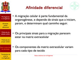 Bases celulares da morfogênese
Afinidade diferencial
●
A migração celular é parte fundamental da
organogênese, e depende de sinais que a iniciam,
param, e determinam qual caminho seguir.
●
Os principais sinais para a migração parecem
estar na matriz extracelular
●
Os componentes da matriz extracelular variam
para cada tipo de tecido
Afinidade
celular
diferencial
Morfogênese
e ontogênese
Base molecular
da afinidade
Moléculas de
adesão celular
Moléculas de
junção celular
Transdução de
sinal na
morfogênese
 