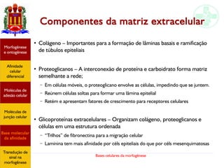 Bases celulares da morfogênese
Componentes da matriz extracelular
Afinidade
celular
diferencial
Morfogênese
e ontogênese
Base molecular
da afinidade
Moléculas de
adesão celular
Moléculas de
junção celular
Transdução de
sinal na
morfogênese
●
Colágeno – Importantes para a formação de lâminas basais e ramificação
de túbulos epiteliais
●
Proteoglicanos – A interconexão de proteína e carboidrato forma matriz
semelhante a rede;
– Em células móveis, o proteoglicano envolve as células, impedindo que se juntem.
– Reúnem células soltas para formar uma lâmina epitelial
– Retém e apresentam fatores de crescimento para receptores celulares
●
Glicoproteínas extracelulares – Organizam colágeno, proteoglicanos e
células em uma estrutura ordenada
– “Trilhos” de fibronectina para a migração celular
– Laminina tem mais afinidade por céls epiteliais do que por céls mesenquimatosas
 
