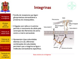 Bases celulares da morfogênese
Integrinas
●
Família de receptores que ligam
glicoproteínas extracelulares e
proteínas do citoesqueleto.
●
A ligação com talina e α-actinina
permite o movimento da célula pela
contração dos filamentos de actina
contra a matriz extracelular.
●
Apresentam duas subunidades
distintas (α e β); diferentes
combinações de subunidades
permitem que a integrina se ligue a
moléculas extracelulares específicas.
Afinidade
celular
diferencial
Morfogênese
e ontogênese
Base molecular
da afinidade
Moléculas de
adesão celular
Moléculas de
junção celular
Transdução de
sinal na
morfogênese
Fibronectina
Subunidade β
Sítios de ligação
RGD
Sítios de ligação
Ca2+
Subunidade α
Talina
Vinculina
Filamento de actina
Actinina
Actinina
RGD
 