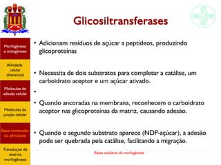 Bases celulares da morfogênese
Glicosiltransferases
Afinidade
celular
diferencial
Morfogênese
e ontogênese
Base molecular
da afinidade
Moléculas de
adesão celular
Moléculas de
junção celular
Transdução de
sinal na
morfogênese
●
Adicionam resíduos de açúcar a peptídeos, produzindo
glicoproteínas
●
Necessita de dois substratos para completar a catálise, um
carboidrato aceptor e um açúcar ativado.
●
●
Quando ancoradas na membrana, reconhecem o carboidrato
aceptor nas glicoproteínas da matriz, causando adesão.
●
Quando o segundo substrato aparece (NDP-açúcar), a adesão
pode ser quebrada pela catálise, facilitando a migração.
 