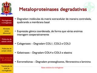 Bases celulares da morfogênese
Metaloproteinases degradativas
●
Degradam moléculas da matriz extracelular de maneira controlada,
quebrando a membrana basal
●
Expressão gênica coordenada, de forma que várias enzimas
interagem cooperativamente
●
Colagenases – Degradam COL1, COL2 e COL3
●
Gelatinases – Degradam COL4 e COL5 e elastina
●
Estromelisinas – Degradam proteoglicanos, fibronectina e laminina
Afinidade
celular
diferencial
Morfogênese
e ontogênese
Base molecular
da afinidade
Moléculas de
adesão celular
Moléculas de
junção celular
Transdução de
sinal na
morfogênese
 