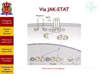 Bases celulares da morfogênese
Via JAK-STAT
Afinidade
celular
diferencial
Morfogênese
e ontogênese
Base molecular
da afinidade
Moléculas de
adesão celular
Moléculas de
junção celular
Transdução de
sinal na
morfogênese
Receptores
LiganteLigante
Promotor
 