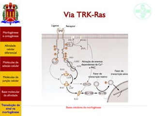 Bases celulares da morfogênese
Via TRK-Ras
Afinidade
celular
diferencial
Morfogênese
e ontogênese
Base molecular
da afinidade
Moléculas de
adesão celular
Moléculas de
junção celular
Transdução de
sinal na
morfogênese
Ligante Receptor
Ativação de eventos
dependentes de Ca2+
e PKC
Fator de
transcrição ativoFator de
transcrição inativo
 
