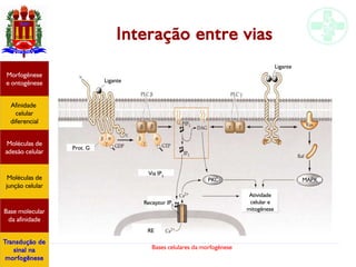 Bases celulares da morfogênese
Interação entre vias
Afinidade
celular
diferencial
Morfogênese
e ontogênese
Base molecular
da afinidade
Moléculas de
adesão celular
Moléculas de
junção celular
Transdução de
sinal na
morfogênese
Ligante
Ligante
Prot. G
Via IP3
Receptor IP3
RE
PKC MAPK
Atividade
celular e
mitogênese
 