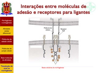 Bases celulares da morfogênese
Interações entre moléculas de
adesão e receptores para ligantes
Afinidade
celular
diferencial
Morfogênese
e ontogênese
Base molecular
da afinidade
Moléculas de
adesão celular
Moléculas de
junção celular
Transdução de
sinal na
morfogênese
Receptor
FGF
Molécula de
adesão
 