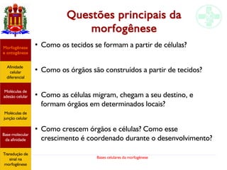 Bases celulares da morfogênese
Questões principais da
morfogênese
●
Como os tecidos se formam a partir de células?
●
Como os órgãos são construídos a partir de tecidos?
●
Como as células migram, chegam a seu destino, e
formam órgãos em determinados locais?
●
Como crescem órgãos e células? Como esse
crescimento é coordenado durante o desenvolvimento?
Afinidade
celular
diferencial
Morfogênese
e ontogênese
Base molecular
da afinidade
Moléculas de
adesão celular
Moléculas de
junção celular
Transdução de
sinal na
morfogênese
 