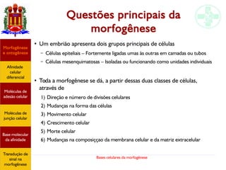 Bases celulares da morfogênese
Questões principais da
morfogênese
●
Um embrião apresenta dois grupos principais de células
– Células epiteliais – Fortemente ligadas umas às outras em camadas ou tubos
– Células mesenquimatosas – Isoladas ou funcionando como unidades individuais
●
Toda a morfogênese se dá, a partir dessas duas classes de células,
através de
1) Direção e número de divisões celulares
2) Mudanças na forma das células
3) Movimento celular
4) Crescimento celular
5) Morte celular
6) Mudanças na composiççao da membrana celular e da matriz extracelular
Afinidade
celular
diferencial
Morfogênese
e ontogênese
Base molecular
da afinidade
Moléculas de
adesão celular
Moléculas de
junção celular
Transdução de
sinal na
morfogênese
 