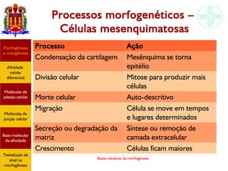Bases celulares da morfogênese
Processos morfogenéticos –
Células mesenquimatosas
Processo Ação
Condensação da cartilagem Mesênquima se torna
epitélio
Divisão celular Mitose para produzir mais
células
Morte celular Auto-descritivo
Migração Célula se move em tempos
e lugares determinados
Secreção ou degradação da
matriz
Síntese ou remoção de
camada extracelular
Crescimento Células ficam maiores
Afinidade
celular
diferencial
Morfogênese
e ontogênese
Base molecular
da afinidade
Moléculas de
adesão celular
Moléculas de
junção celular
Transdução de
sinal na
morfogênese
 