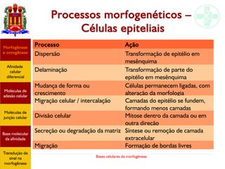 Bases celulares da morfogênese
Processos morfogenéticos –
Células epiteliais
Processo Ação
Dispersão Transformação de epitélio em
mesênquima
Delaminação Transformação de parte do
epitélio em mesênquima
Mudança de forma ou
crescimento
Células permanecem ligadas, com
alteração da morfologia
Migração celular / intercalação Camadas do epitélio se fundem,
formando menos camadas
Divisão celular Mitose dentro da camada ou em
outra direção
Secreção ou degradação da matriz Síntese ou remoção de camada
extracelular
Migração Formação de bordas livres
Afinidade
celular
diferencial
Morfogênese
e ontogênese
Base molecular
da afinidade
Moléculas de
adesão celular
Moléculas de
junção celular
Transdução de
sinal na
morfogênese
 