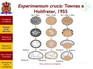 Bases celulares da morfogênese
Experimentum crucis: Townes e
Holtfreter, 1955
Afinidade
celular
diferencial
Morfogênese
e ontogênese
Base molecular
da afinidade
Moléculas de
adesão celular
Moléculas de
junção celular
Transdução de
sinal na
morfogênese
Epi + Meso Meso + Endo Epi + Meso + Endo
Epiderma
Mesoderma
Endoderma
Mesoderma
Mesoderma
Endoderma
Epiderma
 