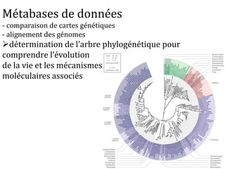 Métabases de données
- comparaison de cartes génétiques
- alignement des génomes
détermination de l’arbre phylogénétique pour
comprendre l’évolution
de la vie et les mécanismes
moléculaires associés
 