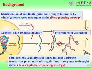 Identification of Candidate Genes for Drought Stress in Maize | PPTX