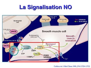 La Signalisation NO nNOS eNOS Corbin et al. J Biol Chem 1999; 274:13729-13732   