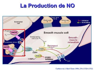 La Production de NO nNOS eNOS Corbin et al. J Biol Chem 1999; 274:13729-13732   