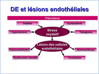 DE et lésions endothéliales Stress oxydatif Vasoconstriction Dysfonction érectile Thrombose Athérosclérose Dyslipidémie Diabète Lésion des cellules endothéliales Hypertension Tabagisme Précurseurs 