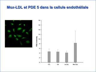 Mox-LDL et PDE 5 dans la cellule endothéliale 